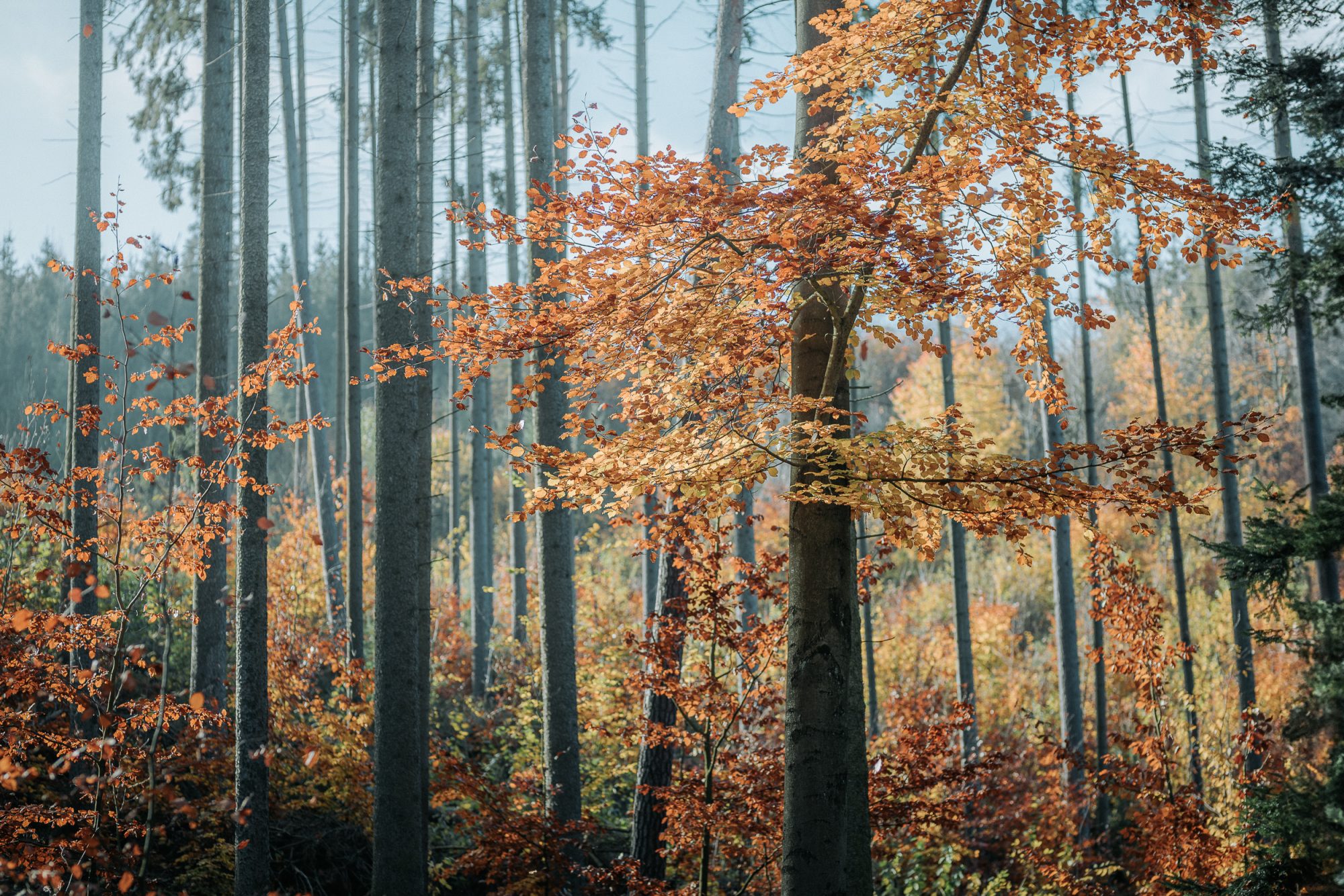 Beleaf: lokální uhlíkové offsety 